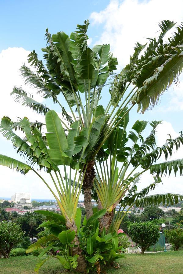 River Side Apt 9 @ Mystic Ridge. Ocho Rios Exterior foto